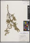Foto von Salix brachycarpa Nutt.